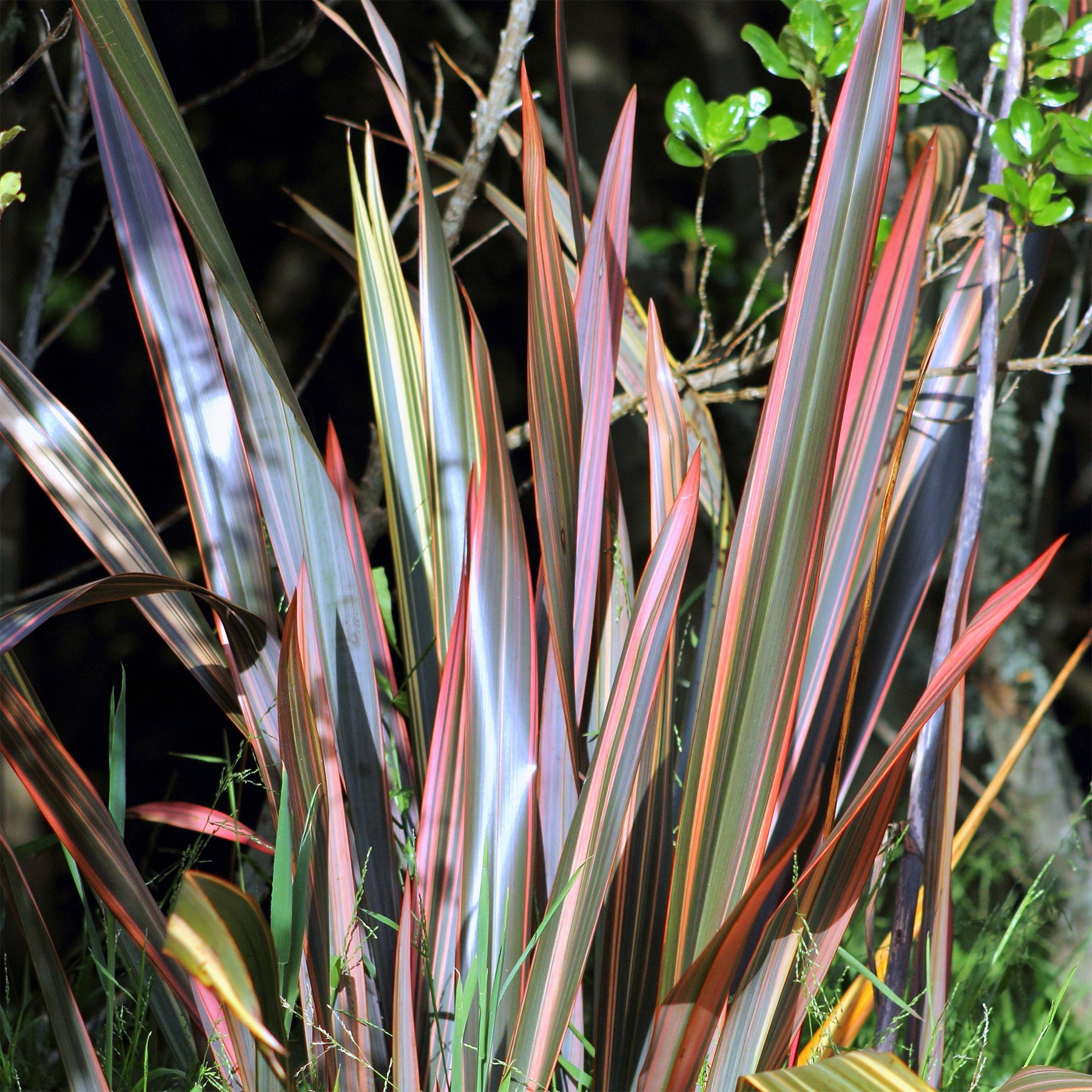 Nieuw-Zeelands vlas 'Sundowner' - Phormium Sundowner - Willemse