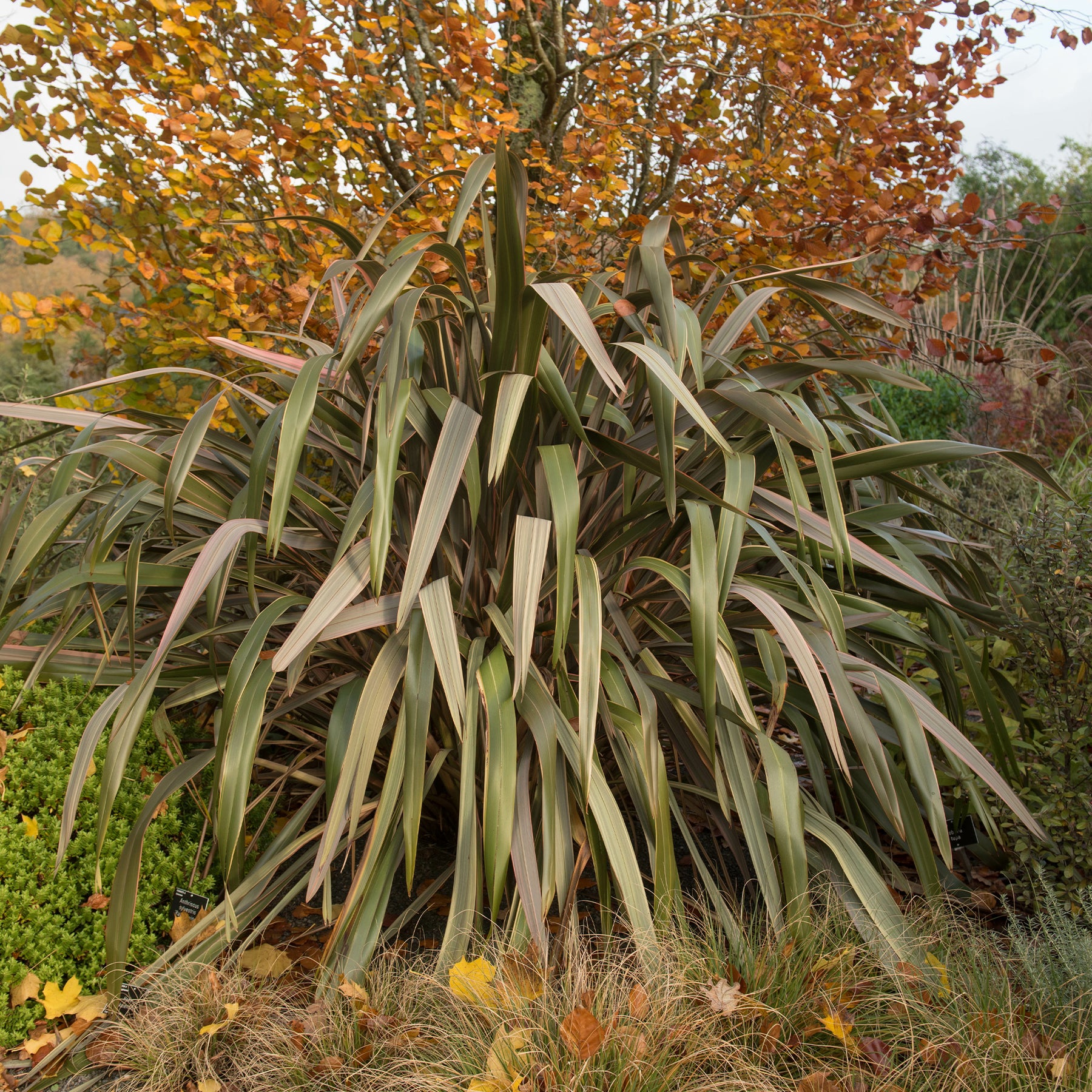 Nieuw-Zeelands vlas 'Sundowner' - Willemse