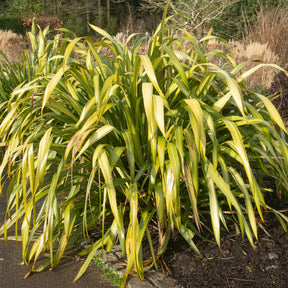Nieuw-Zeelands vlas 'Yellow wave' - Phormium Yellow Wave - Willemse