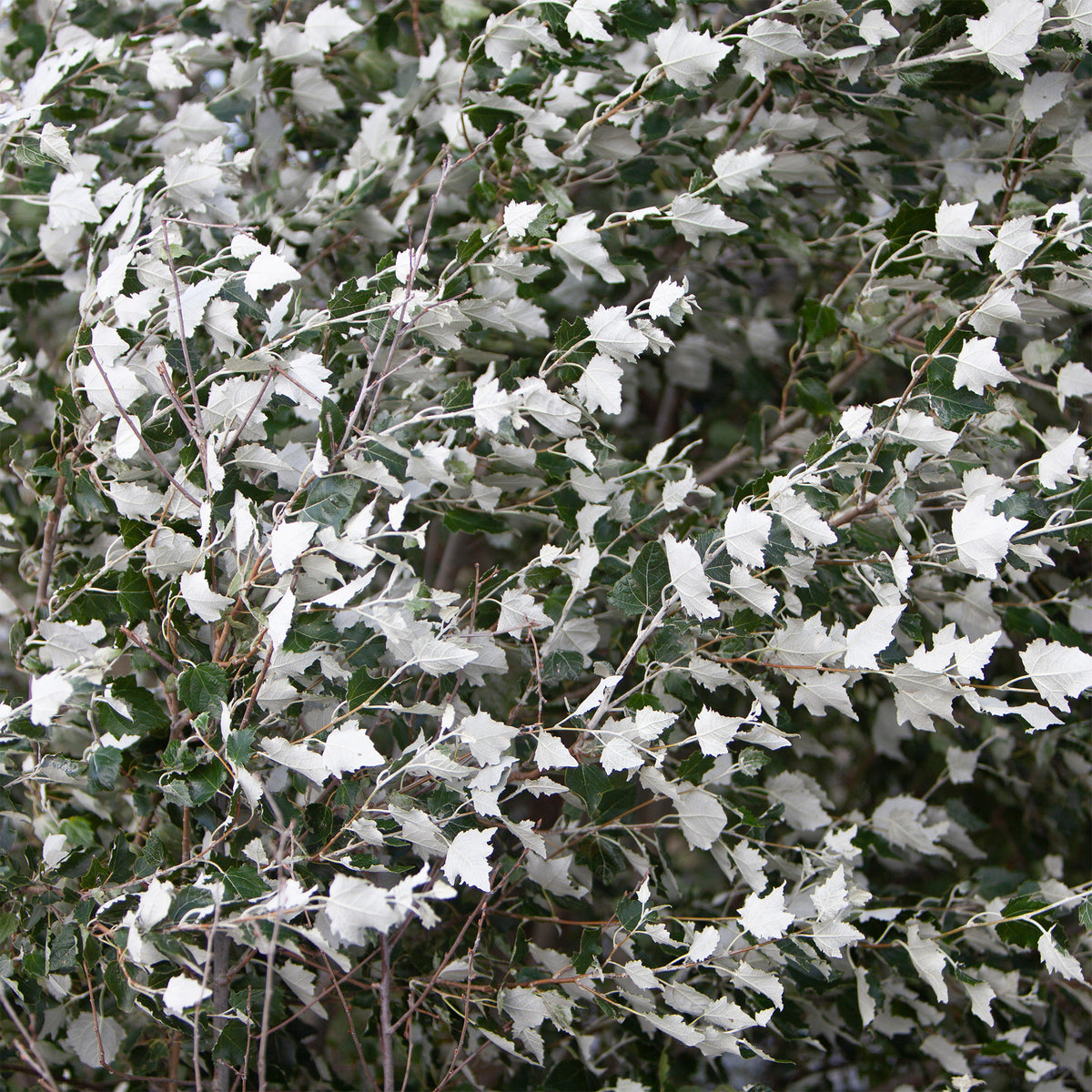 Witte abeel 'Nivea' - Willemse