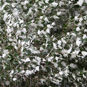 Witte abeel 'Nivea' - Willemse