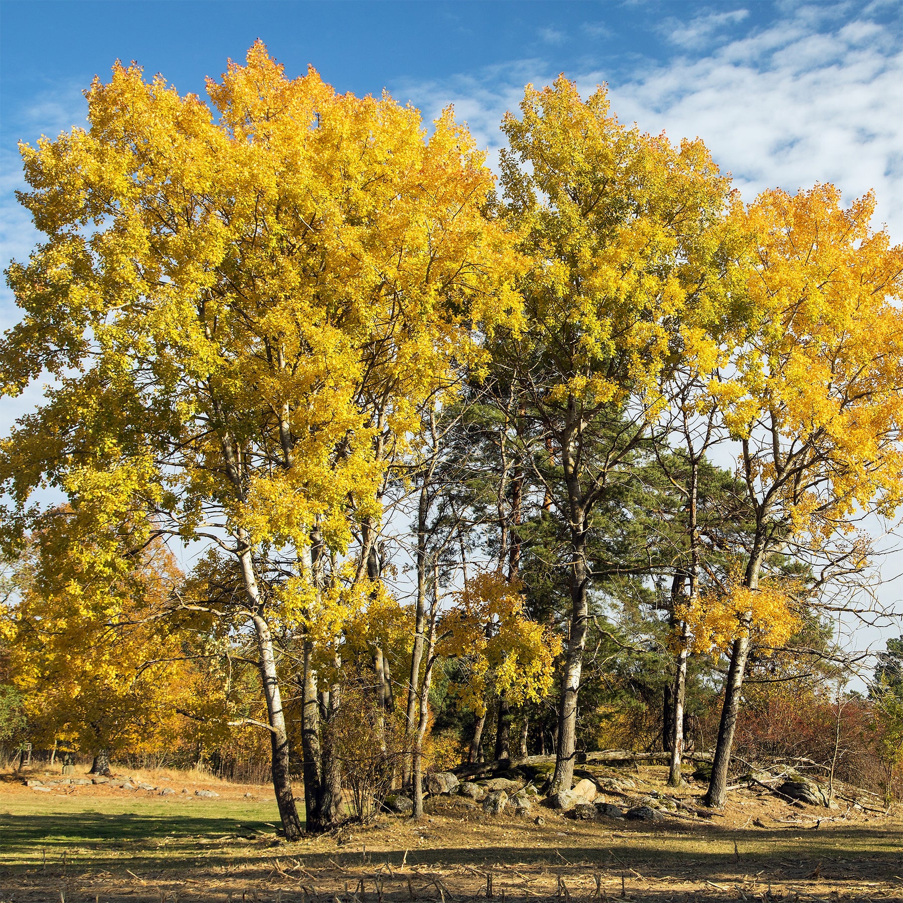 Ratelpopulier - Populus tremula - Willemse