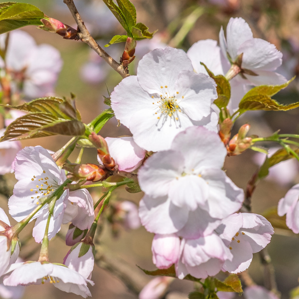 Japanse sierkers 'Sunset Boulevard' - Prunus serrulata Sunset Boulevard - Willemse