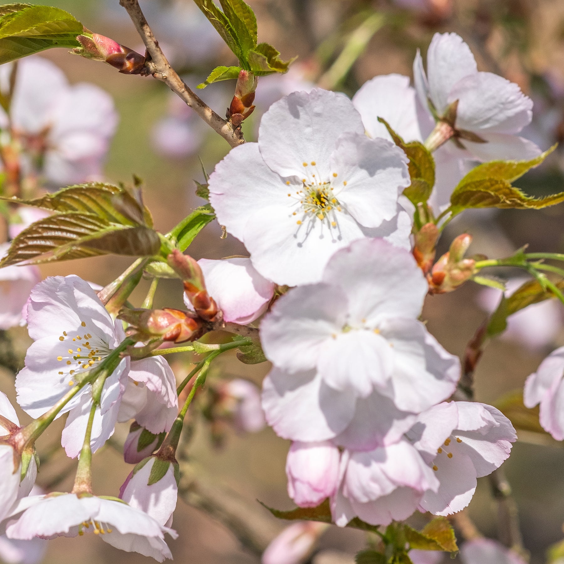Japanse sierkers 'Sunset Boulevard' - Prunus serrulata Sunset Boulevard - Willemse