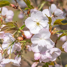 Japanse sierkers 'Sunset Boulevard' - Prunus serrulata Sunset Boulevard - Willemse