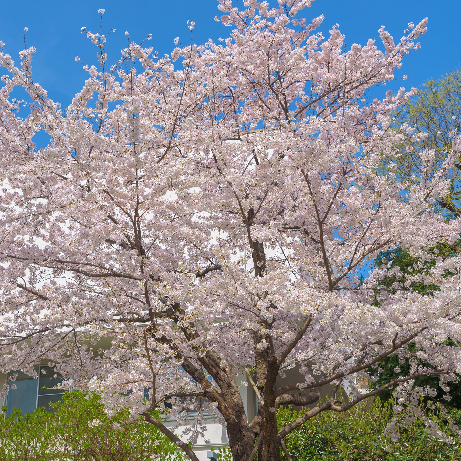 Japanse sierkers 'Yedoensis' - Prunus x yedoensis - Willemse