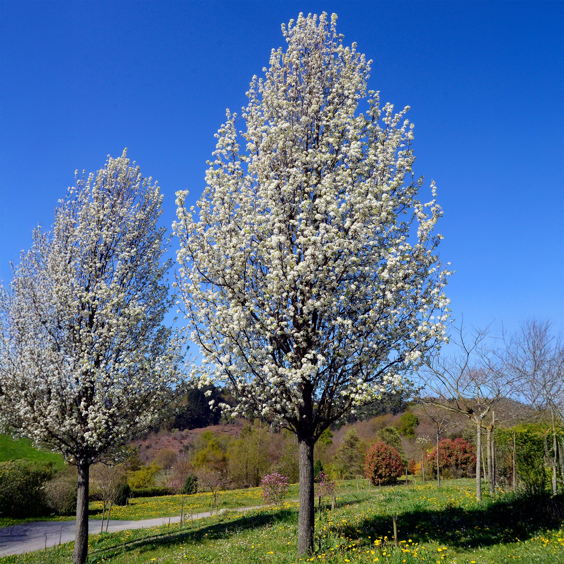 Sierpeer ' Chanticleer' - Pyrus calleryana Chanticleer - Willemse