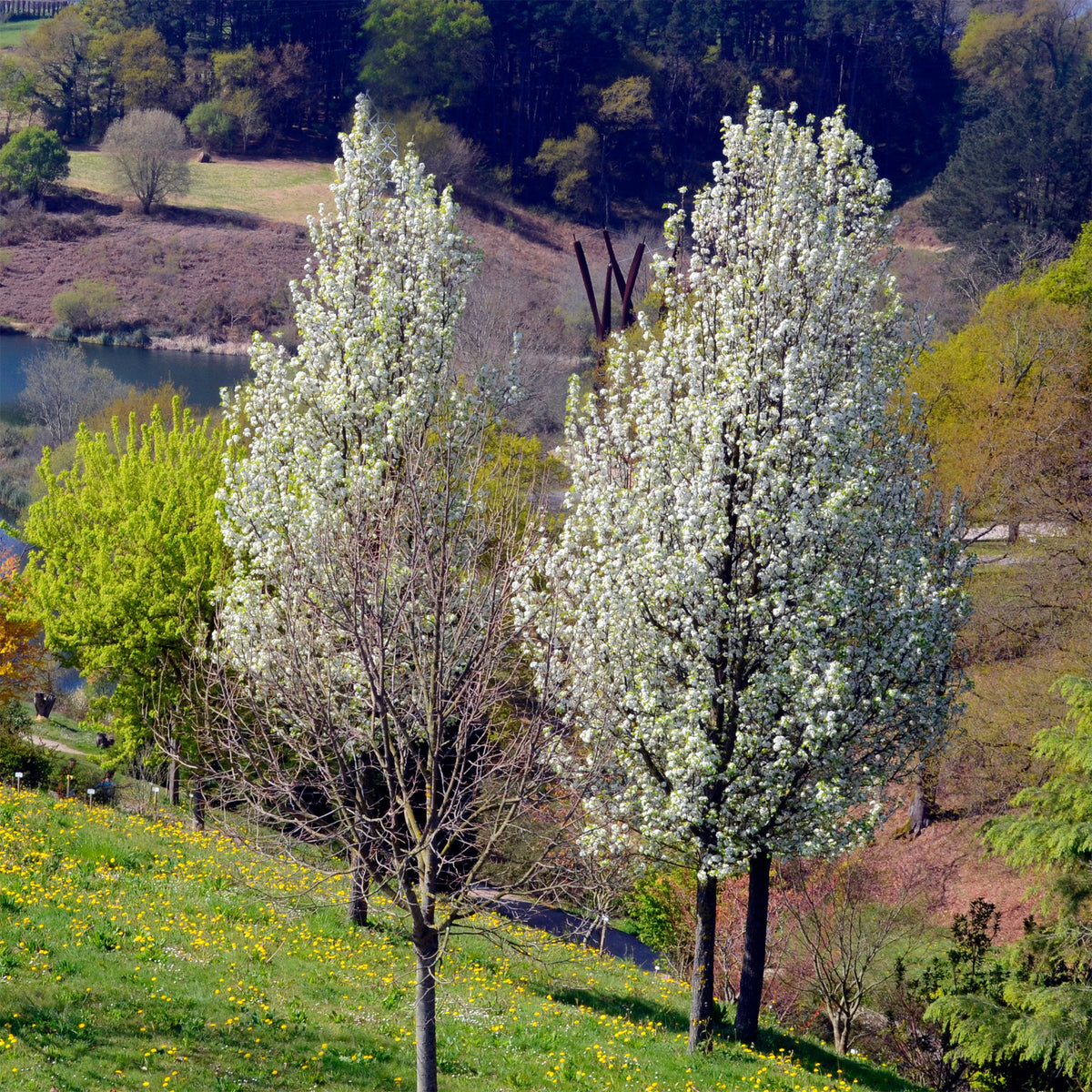 Sierpeer ' Chanticleer' - Willemse