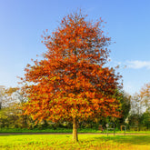 Quercus palustris - Moeraseik - Eik
