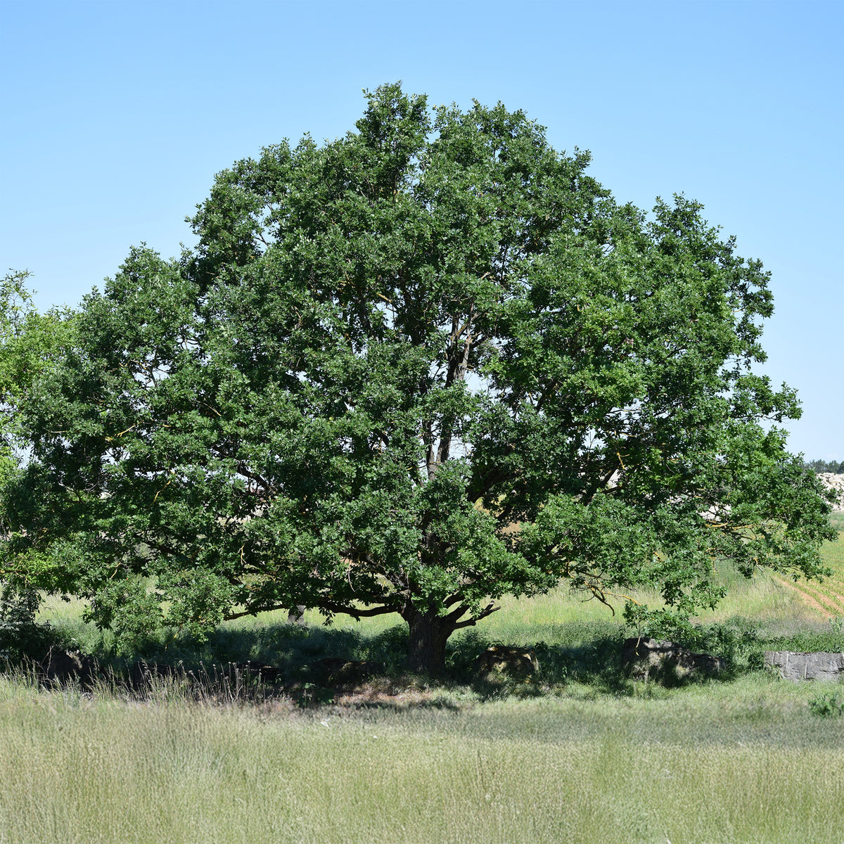 Wintereik - Quercus petraea - Willemse