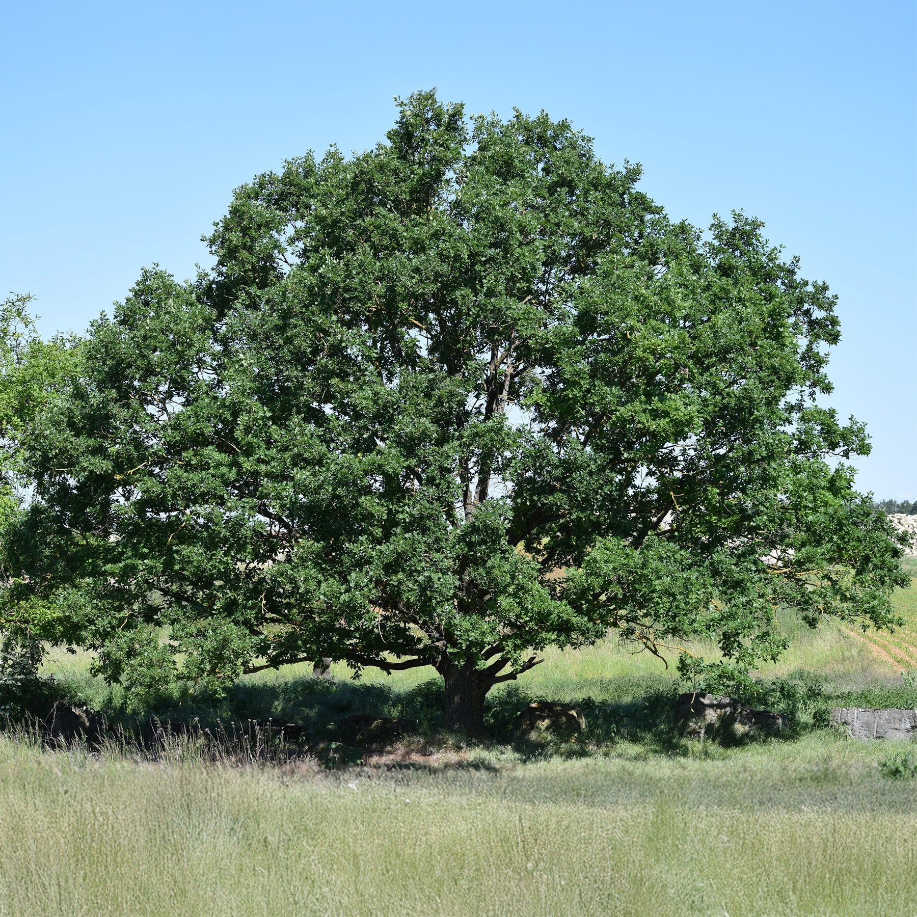 Wintereik - Quercus petraea - Willemse