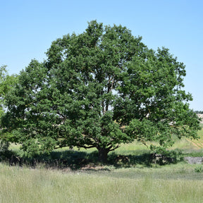 Wintereik - Quercus petraea - Willemse