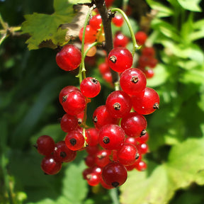 Aalbes 'Versaillaise rouge' - Ribes rubrum Versaillaise Rouge - Willemse
