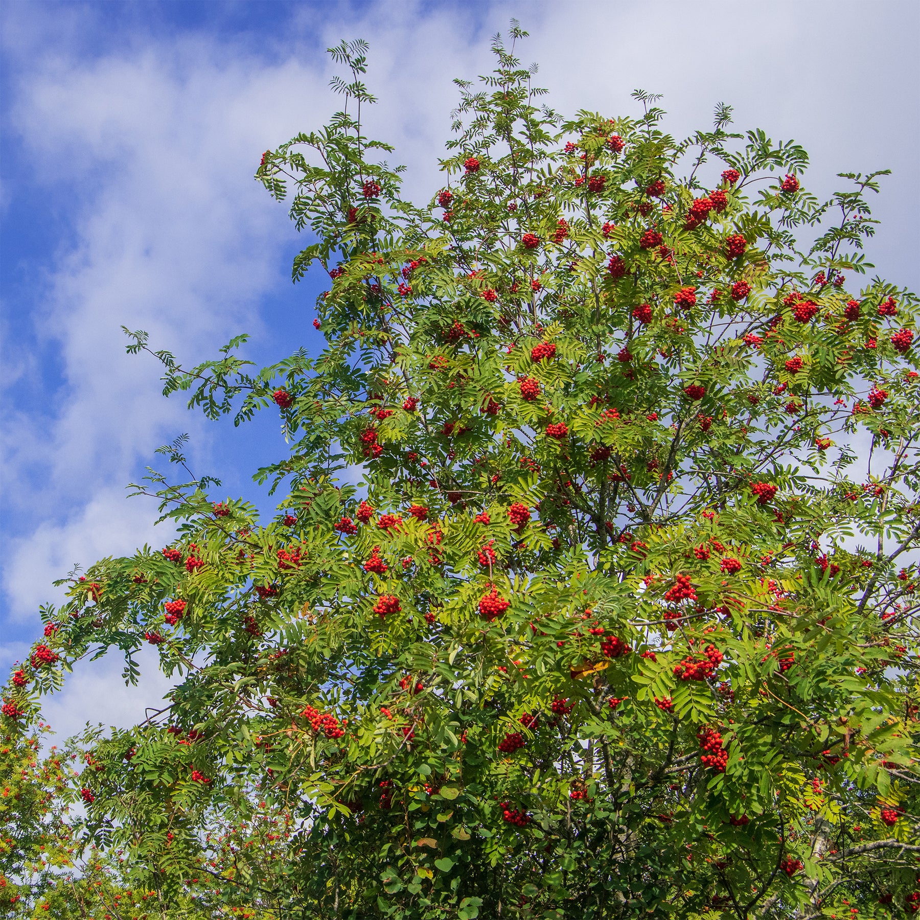Wilde lijsterbes - Sorbus aucuparia - Willemse