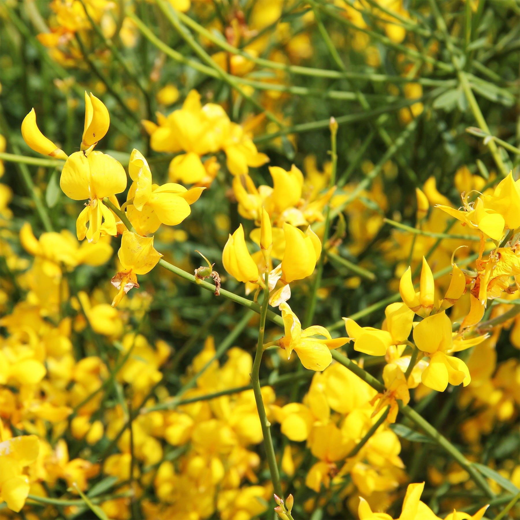 Spaanse Brem - Spartium junceum - Willemse