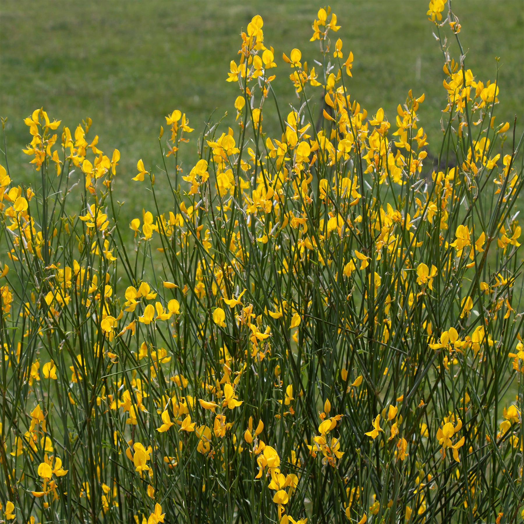 Spartium junceum - Spaanse Brem - Bloeiende heesters