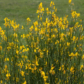 Spartium junceum - Spaanse Brem - Bloeiende heesters