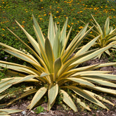 Yucca gloriosa Citrus Twist ® - Yucca filamentosa Citrus twist® / Palmlelie - Yucca - Palmlelie