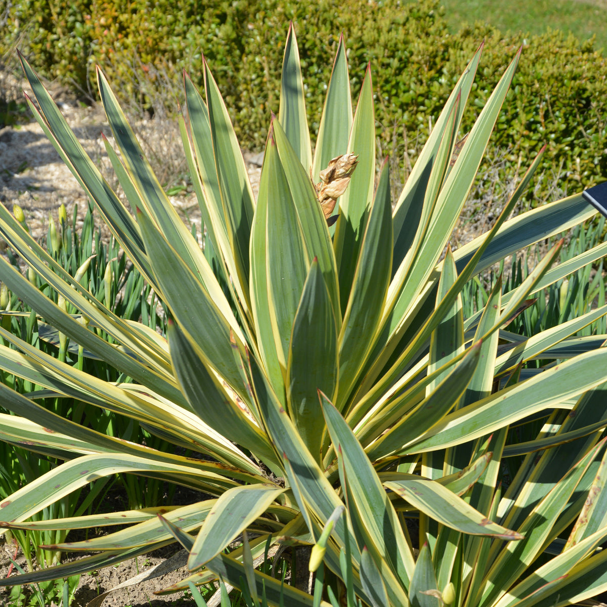 Yucca filamentosa Citrus twist® / Palmlelie - Willemse