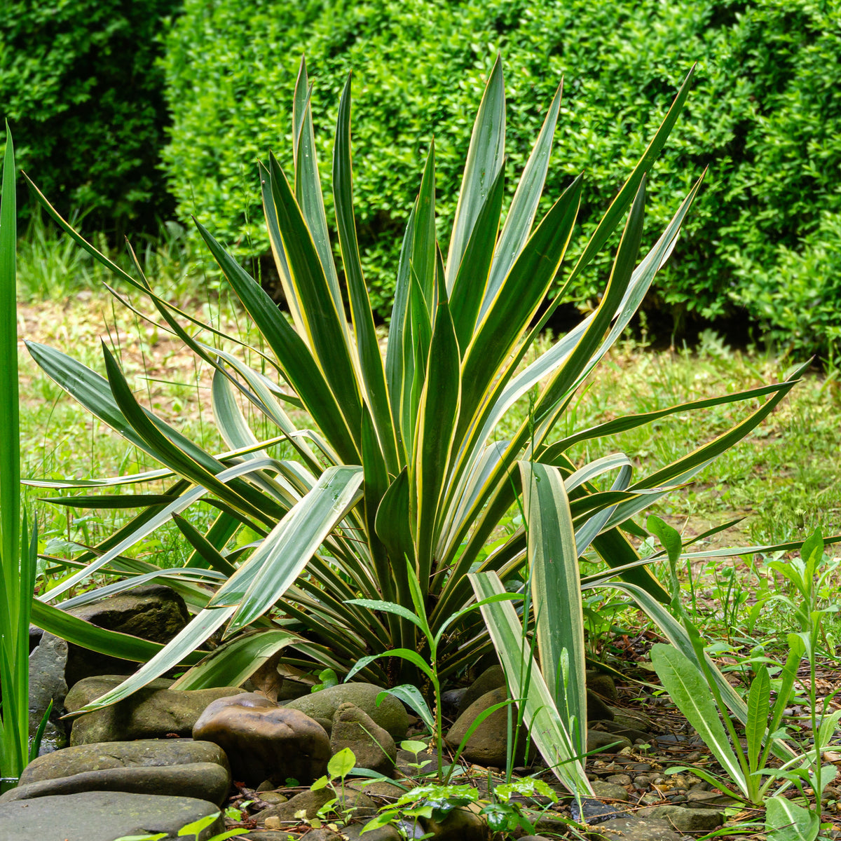 Palmlelie 'Variegata' - Yucca gloriosa Variegata - Willemse