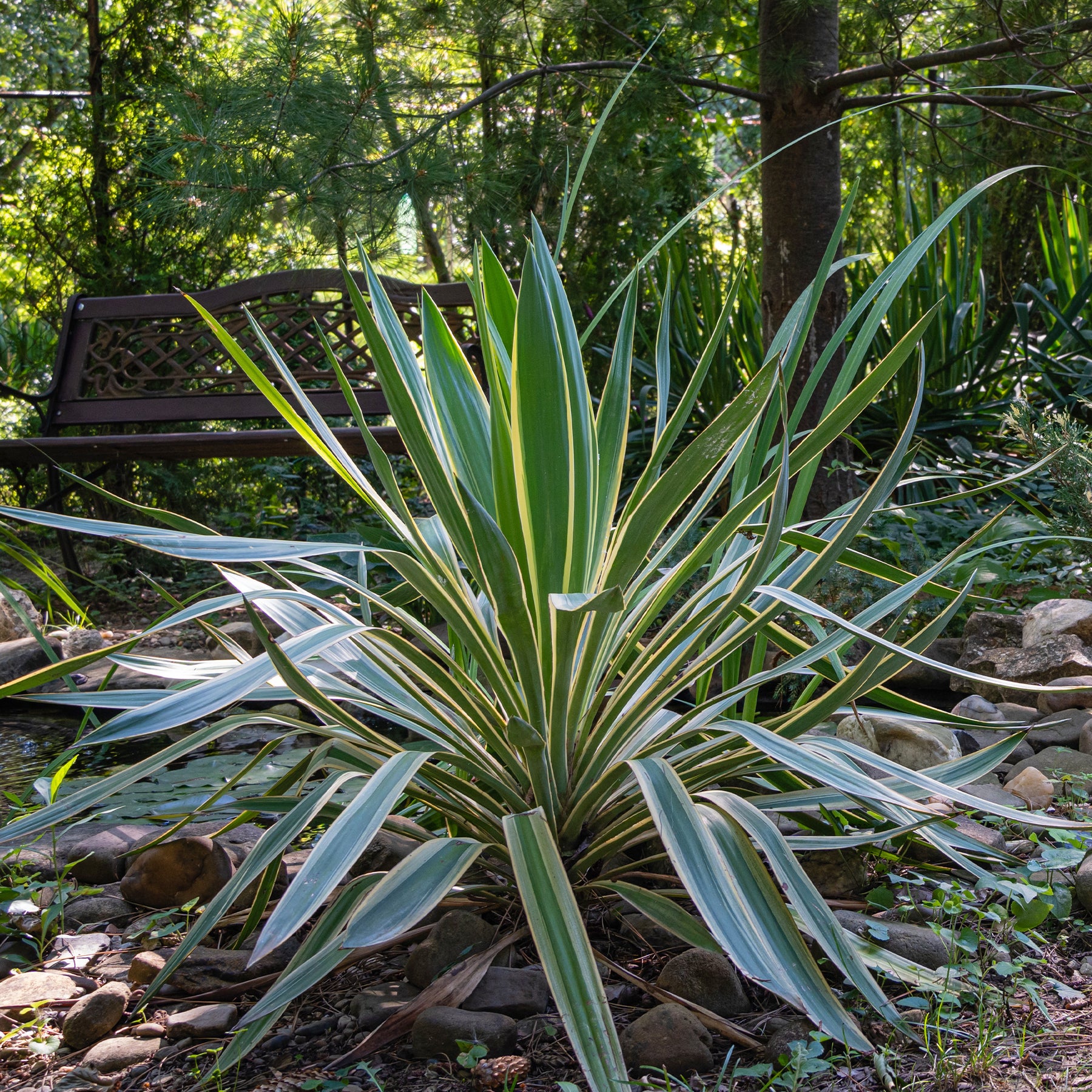 Palmlelie 'Variegata' - Willemse