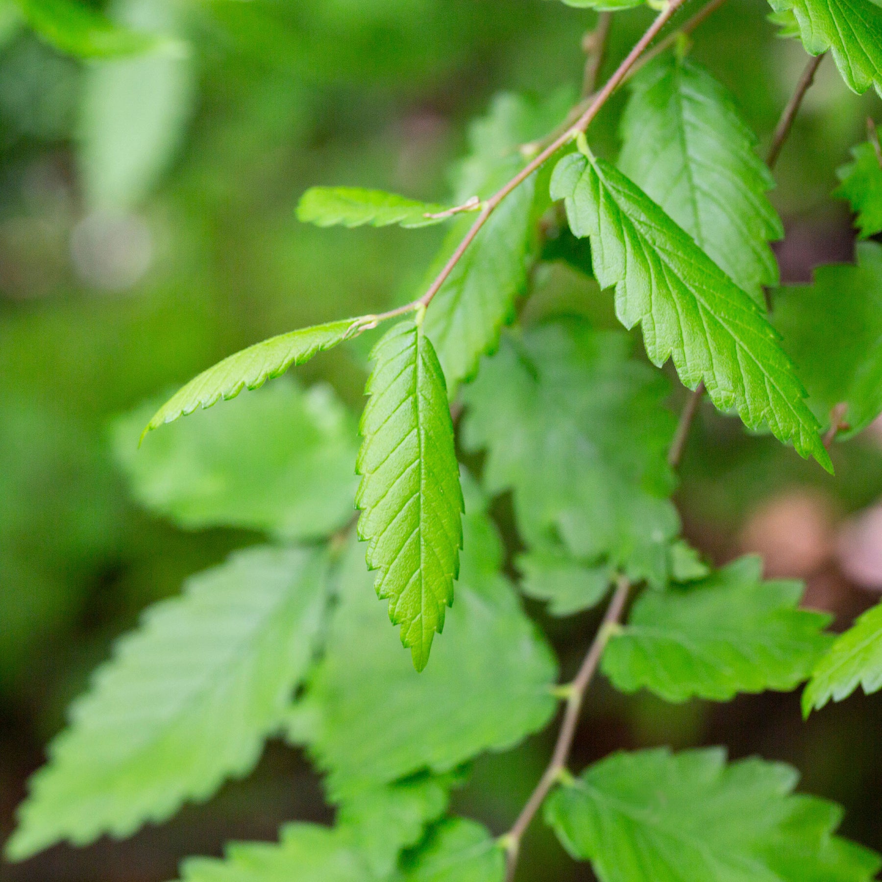 Japanse zelkove / Japanse schijniep - Zelkova serrata - Willemse