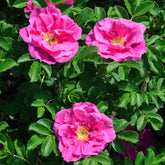 Rozen - Struikroos Rosa 'Wild Edric' - Rosa Wild Edric