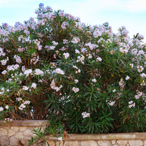 Oleander Harriet Newding - Nerium oleander Harriet Newding - Willemse