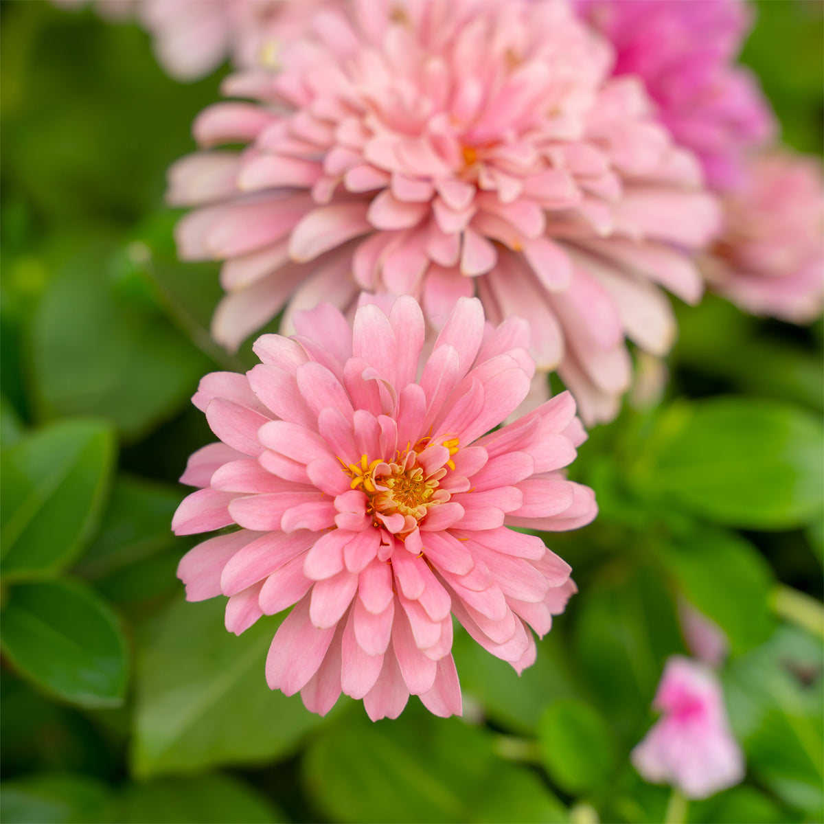 Roze Zinnia - Zinnia pink - Willemse
