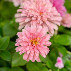 Roze Zinnia - Zinnia pink - Willemse