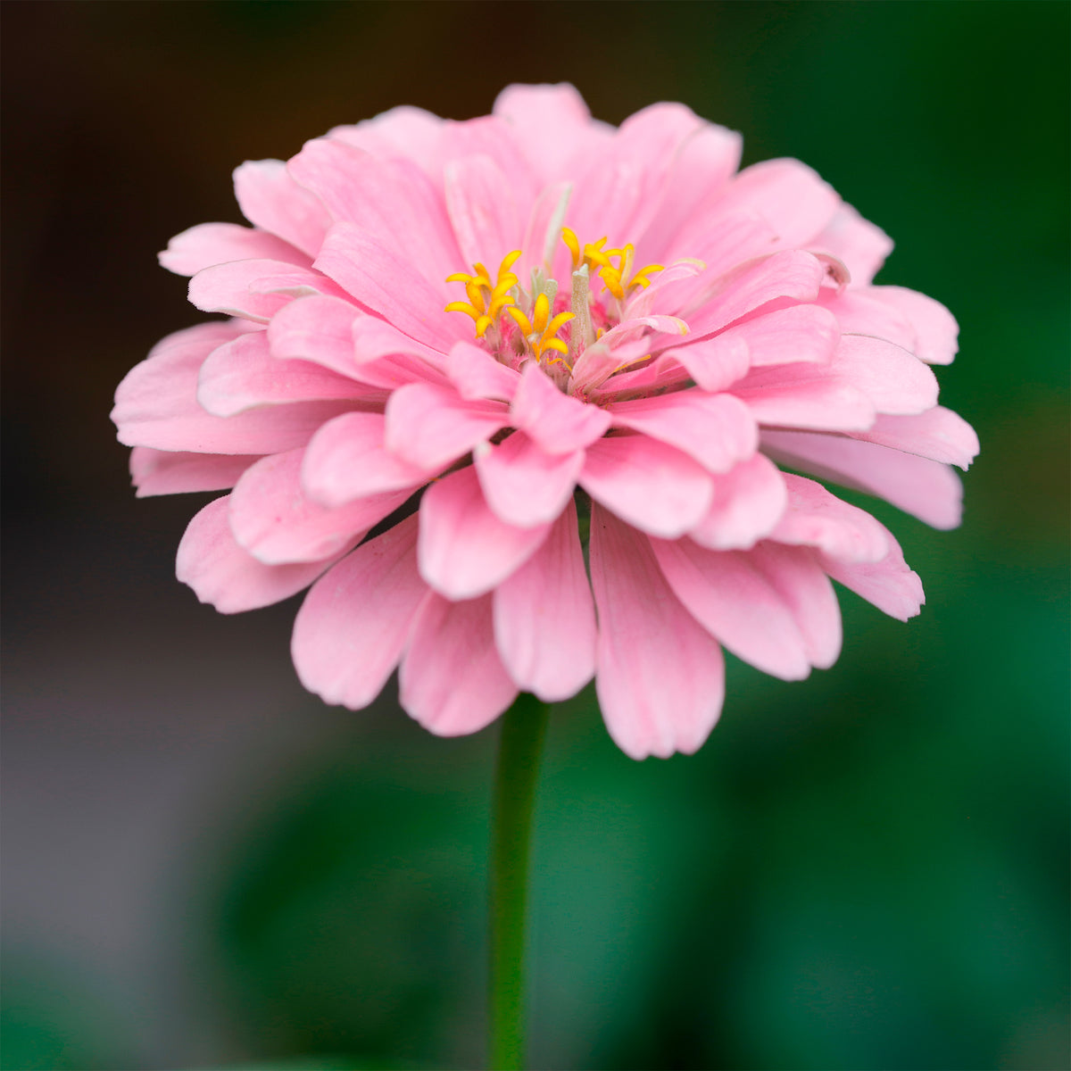 Roze Zinnia - Willemse