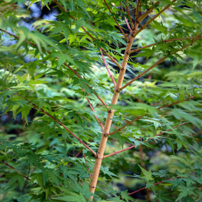 Japanse esdoorn Bi hoo - Acer palmatum Bi Hoo - Willemse
