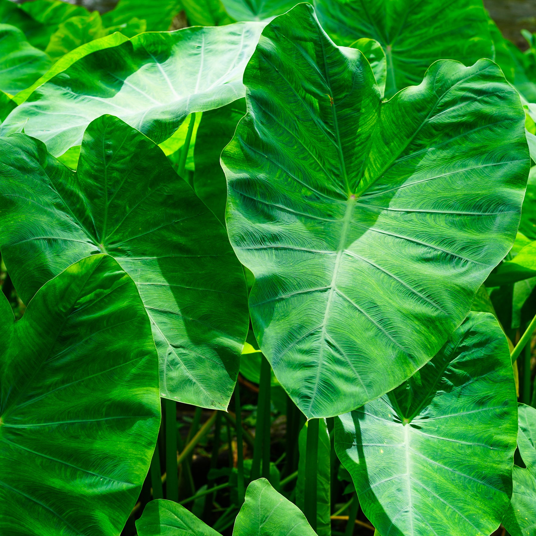 Colocasia / Olifantsoor - Willemse