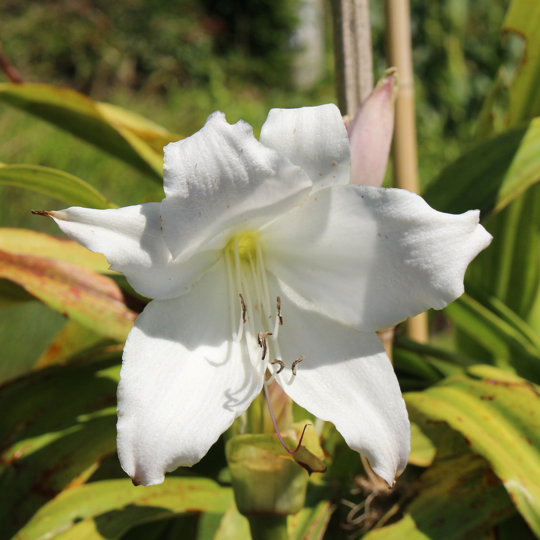 Zomerbloeiers - Haaklelie Album - Crinum powellii Album