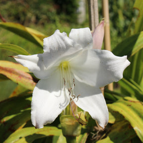 Zomerbloeiers - Haaklelie Album - Crinum powellii Album