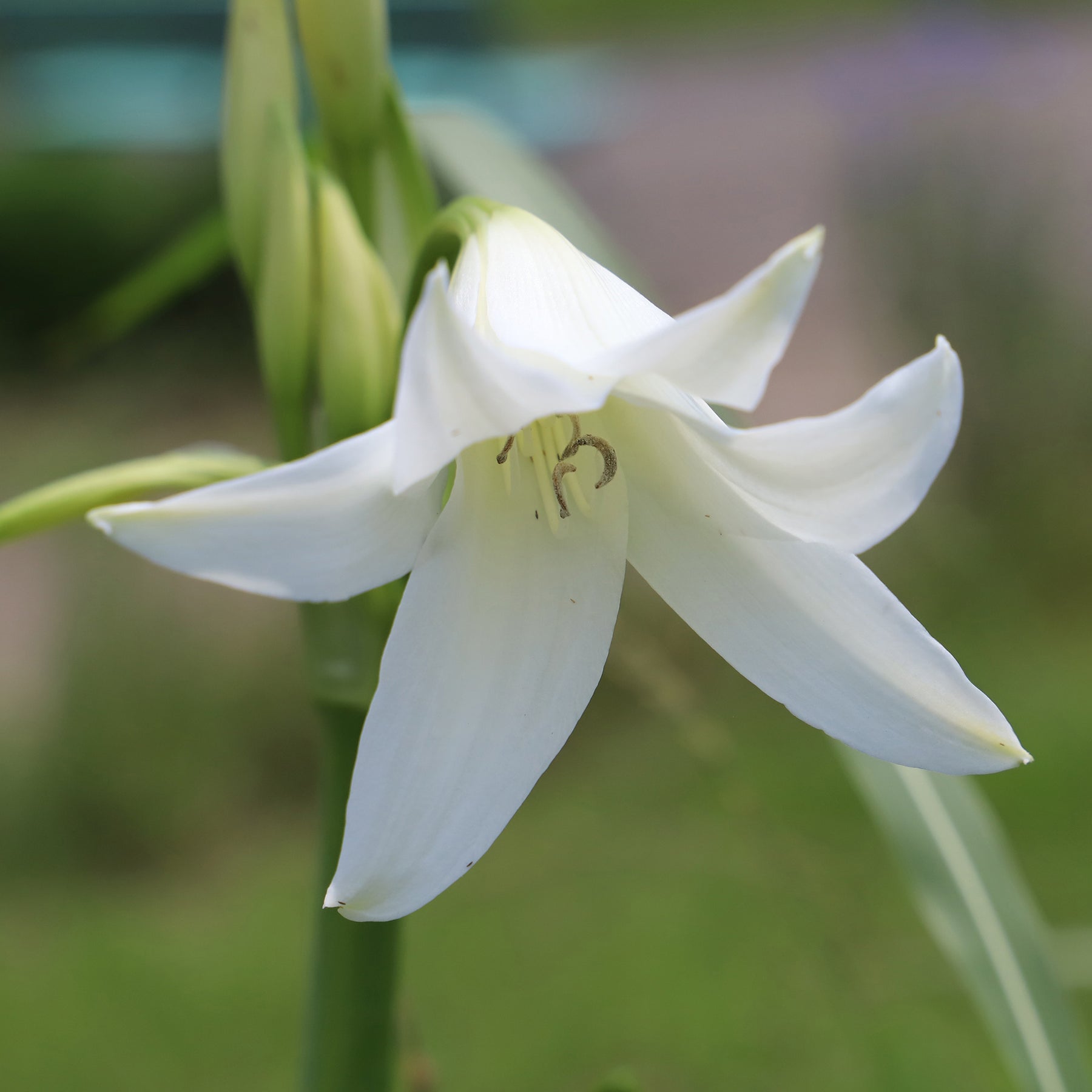 Crinum powellii Album - Haaklelie Album - Zomerbloeiers