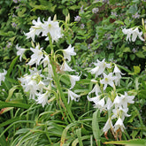 Haaklelie Album - Crinum powellii Album - Willemse