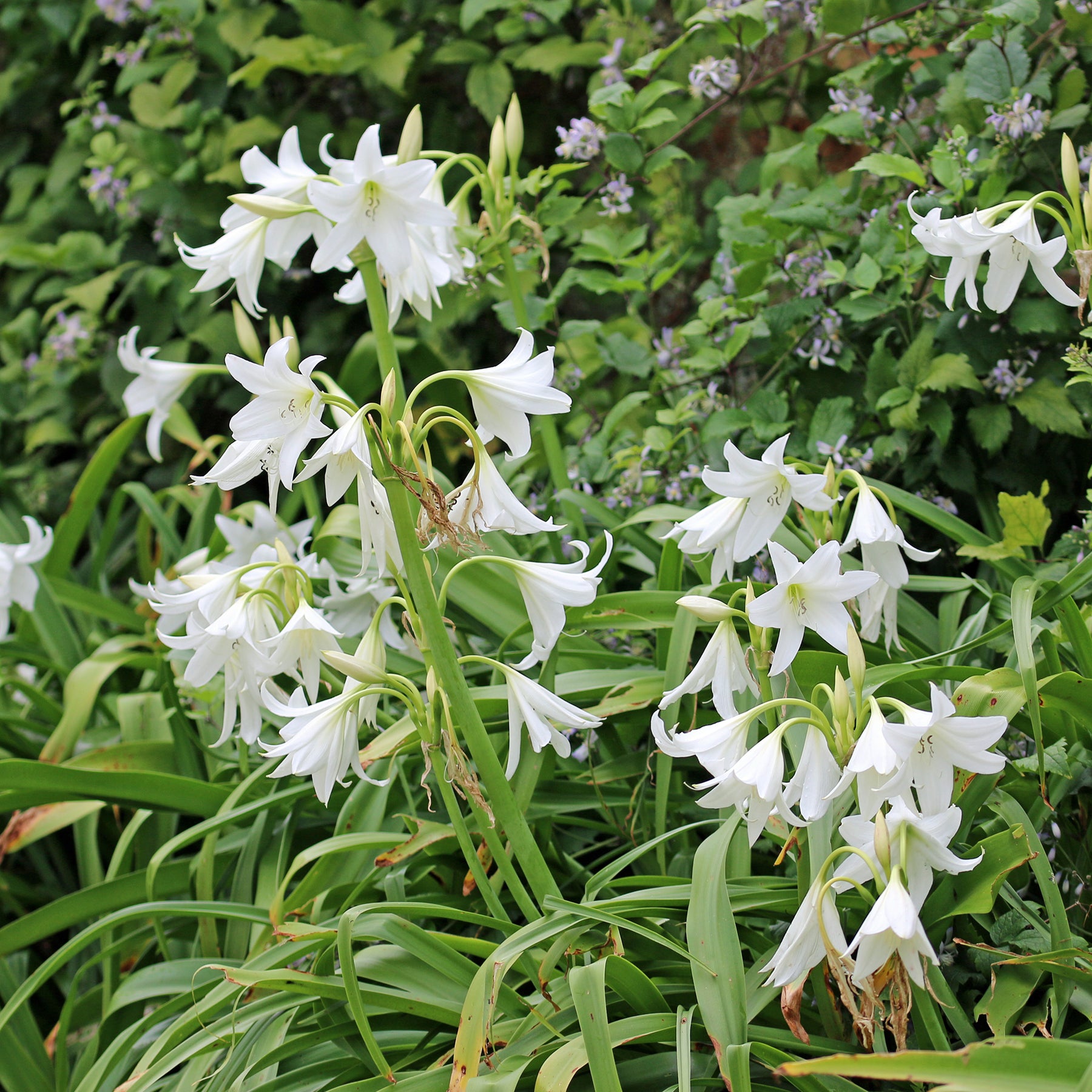 Haaklelie Album - Crinum powellii Album - Willemse