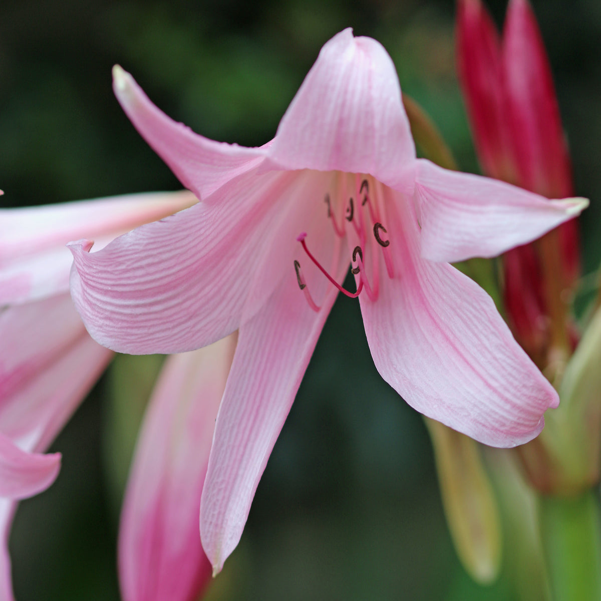 Haaklelie Rosea - Willemse