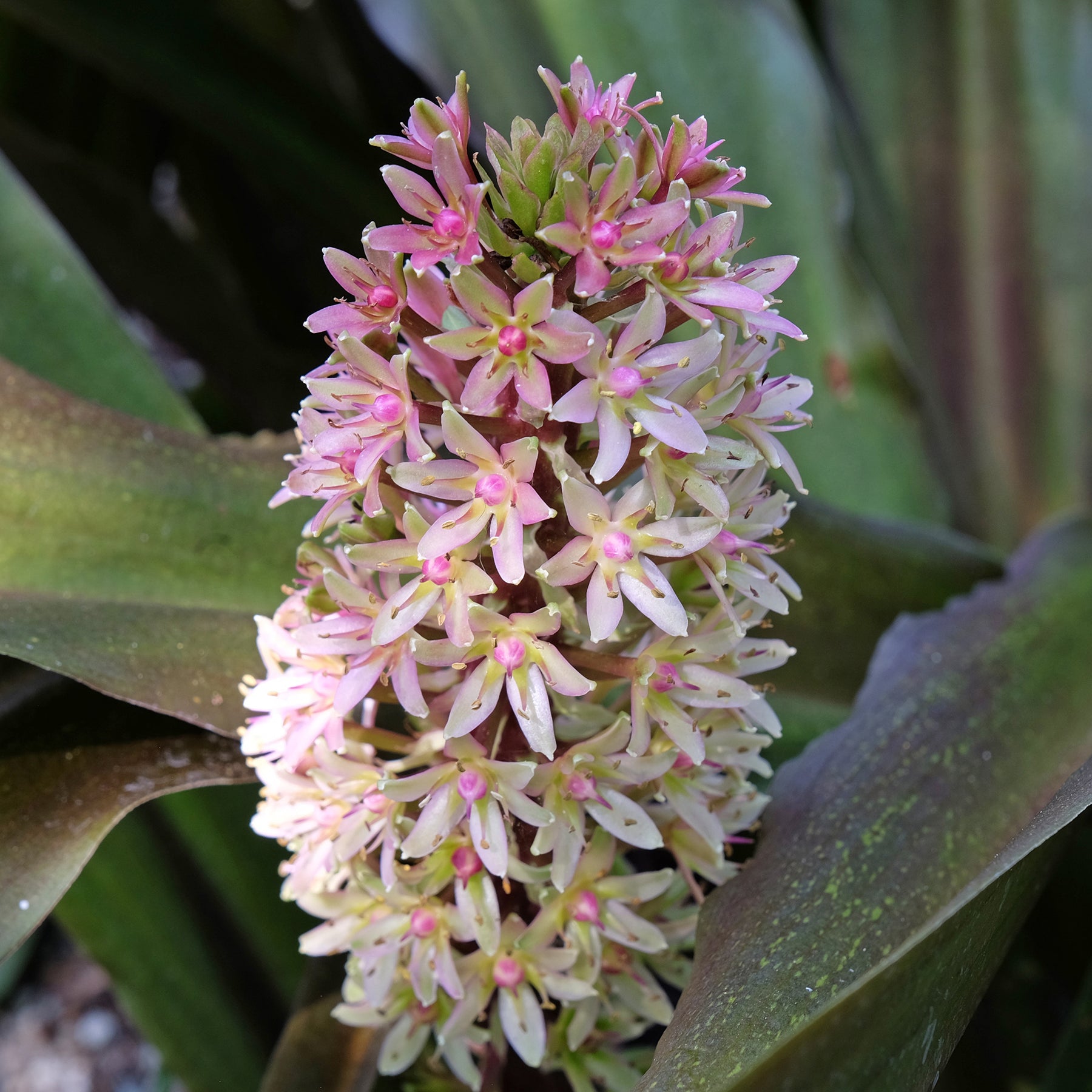 Ananasplant Sparkling Burgundy® - Eucomis comosa Sparkling Burgundy® - Willemse