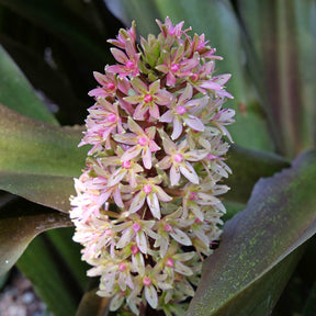 Ananasplant Sparkling Burgundy® - Eucomis comosa Sparkling Burgundy® - Willemse