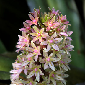Eucomis - Kuiflelie - Ananasplant Sparkling Burgundy® - Eucomis comosa Sparkling Burgundy®