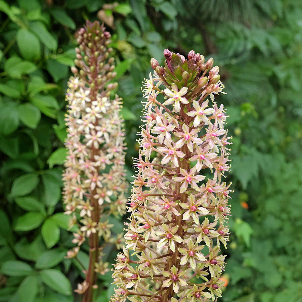Ananasplant Sparkling Burgundy® - Willemse