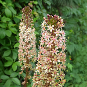 Ananasplant Sparkling Burgundy® - Willemse
