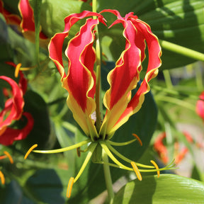 Gloriosa Carsonii / Klimlelie - Gloriosa Carsonii - Willemse