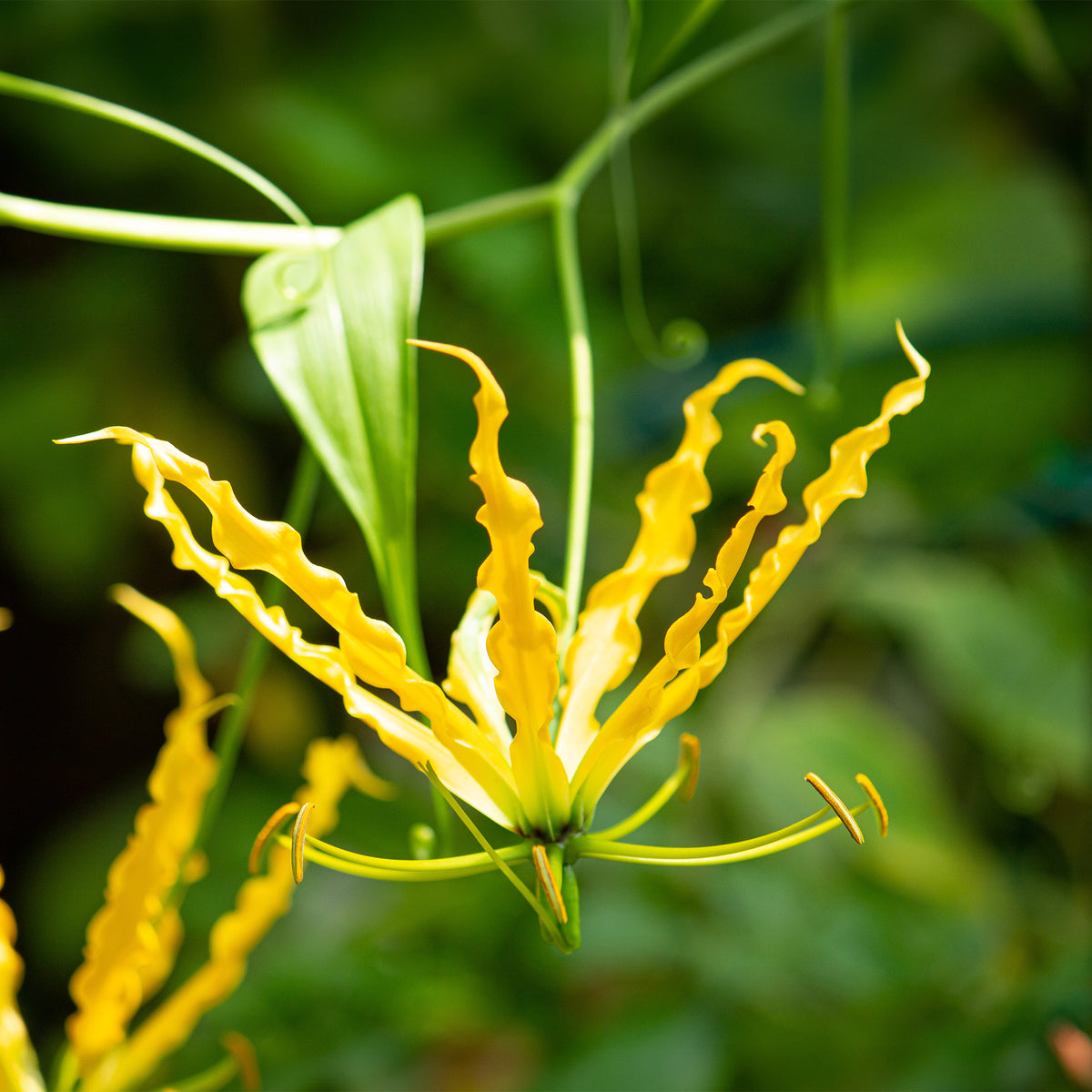 Gloriosa Lutea /  Klimlelie