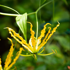 Gloriosa Lutea /  Klimlelie