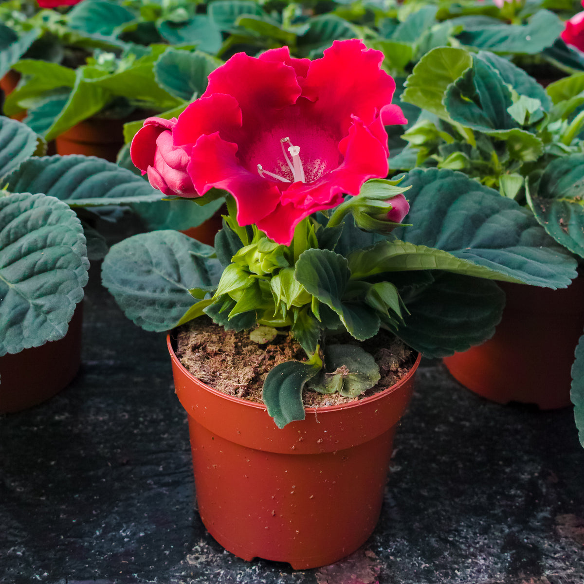 Gloxinia Etoile de feu - Gloxinia speciosa Etoile de feu - Willemse
