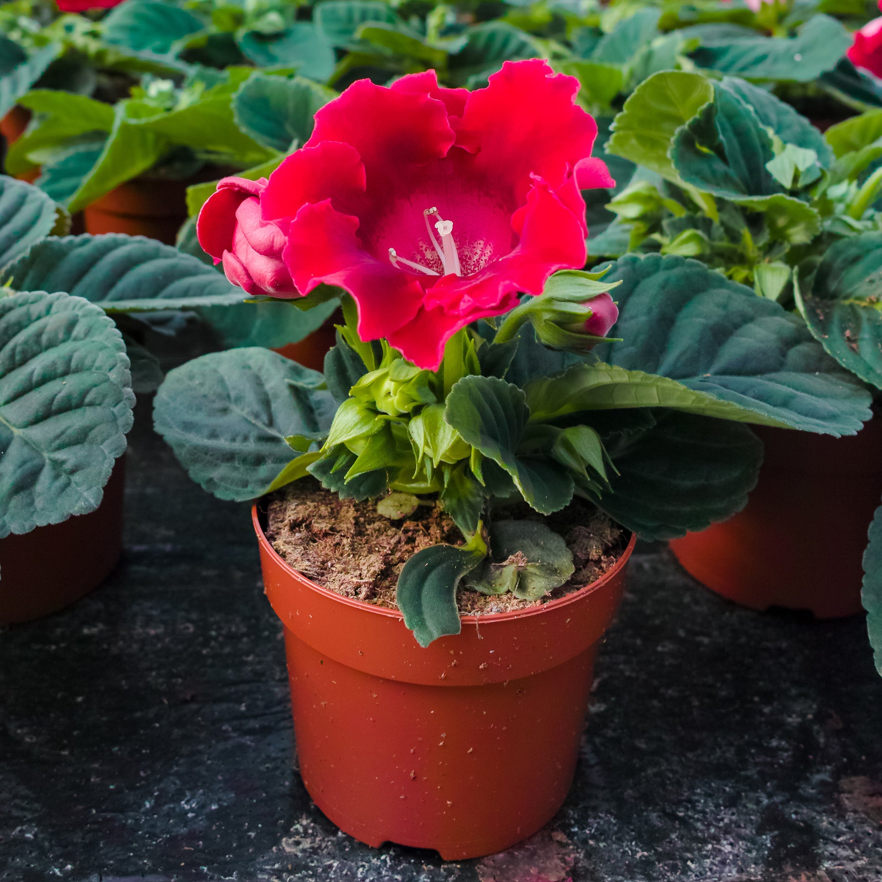 Gloxinia Etoile de feu - Gloxinia speciosa Etoile de feu - Willemse