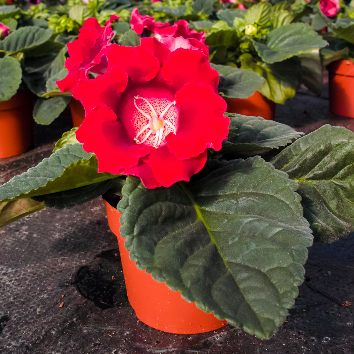 Gloxinia Etoile de feu - Willemse